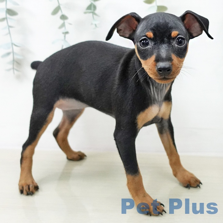 埼玉県のミニチュアピンシャー (ペットプラス 浦和美園店/2025年12月17日生まれ/女の子/ブラックタン)の子犬の2枚目の画像