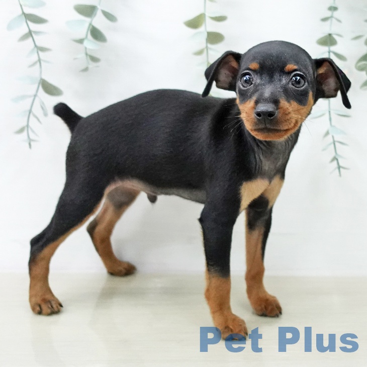 ミニチュア・ピンシャー