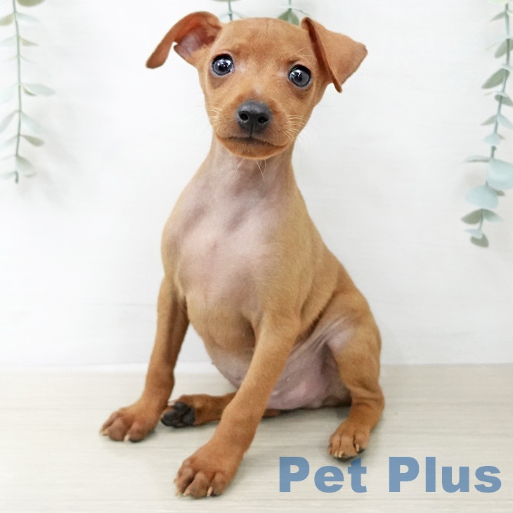 山梨県のミニチュアピンシャー (ペットプラス 甲府国母店/2025年12月21日生まれ/男の子/レッド)の子犬の1枚目の画像