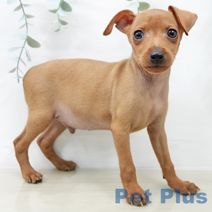 山梨県のミニチュアピンシャー (ペットプラス 甲府国母店/2025年12月21日生まれ/男の子/レッド)の子犬の2枚目の画像