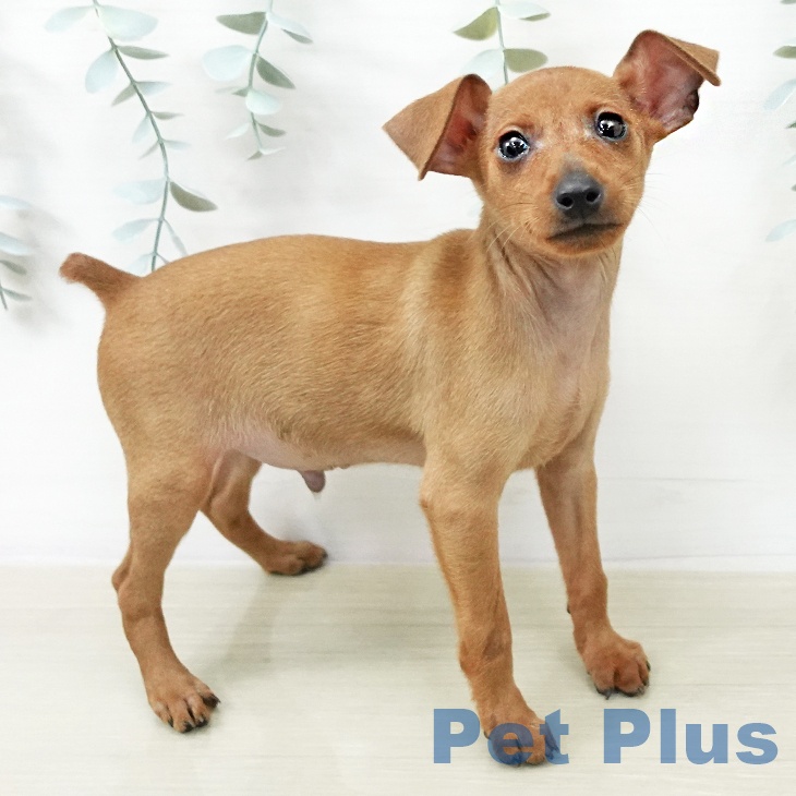 ミニチュア・ピンシャー