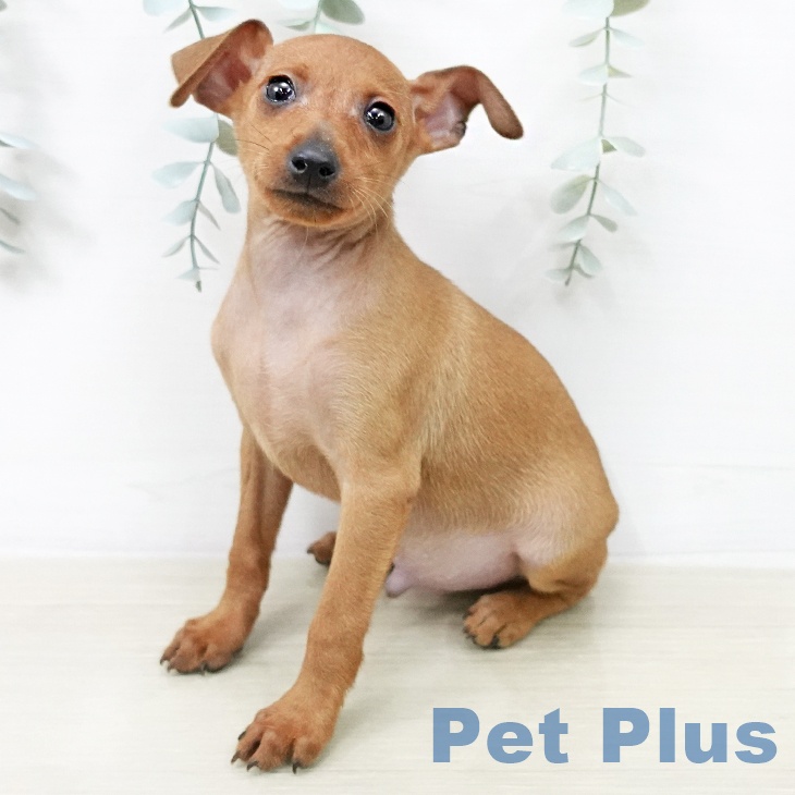 ミニチュア・ピンシャー