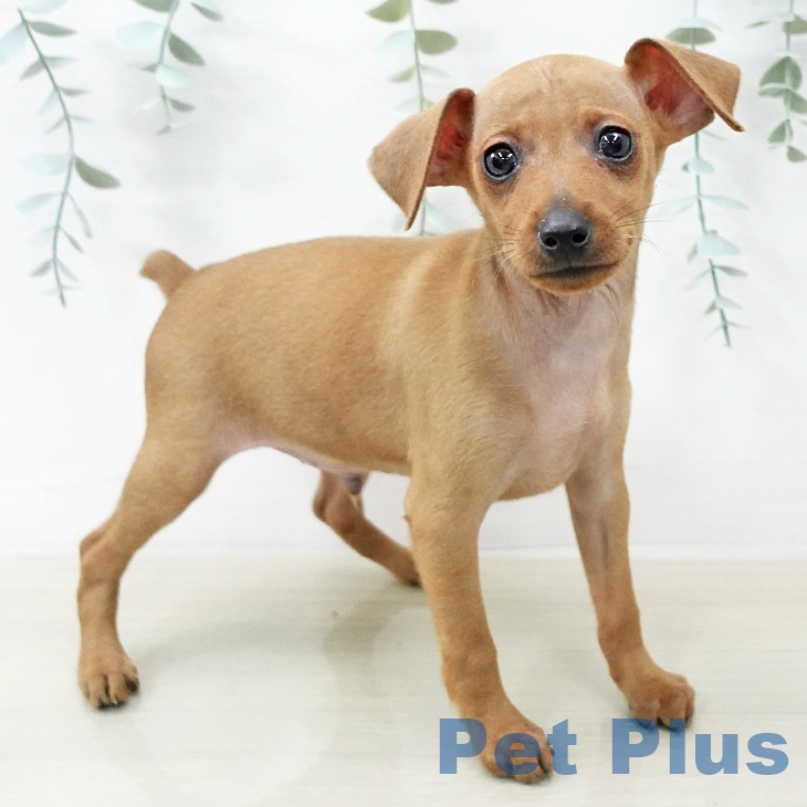 ミニチュア・ピンシャー