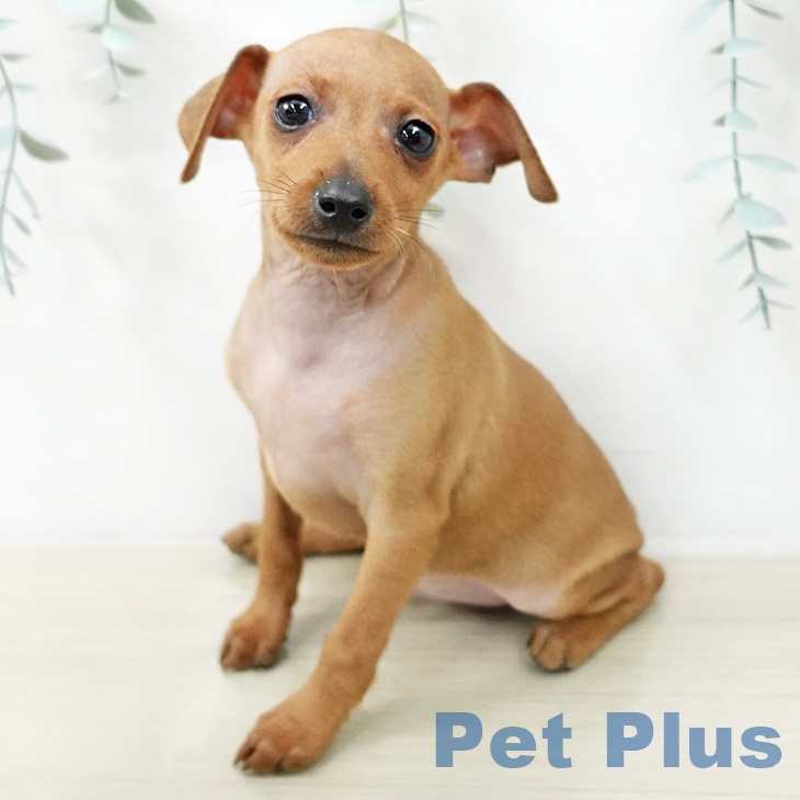 ミニチュア・ピンシャー