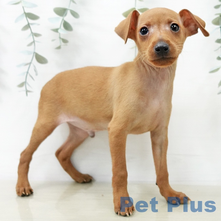 ミニチュア・ピンシャー