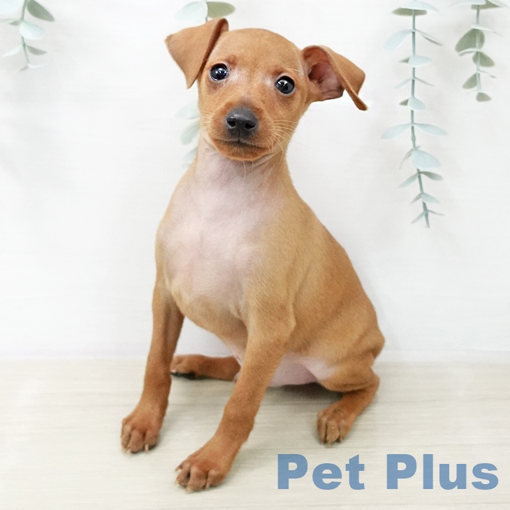 ミニチュア・ピンシャーの写真2