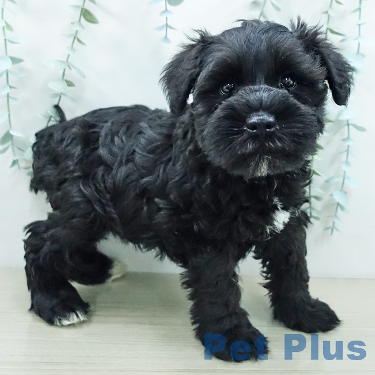 ミニチュア・シュナウザー