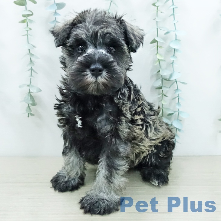 ミニチュア・シュナウザーの写真2