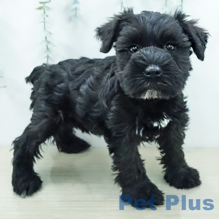 ミニチュア・シュナウザー