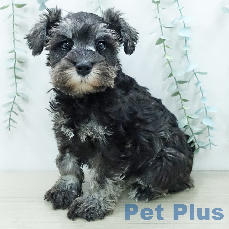 ミニチュア・シュナウザー