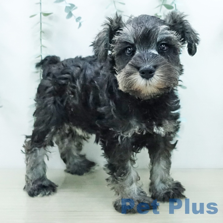 ミニチュア・シュナウザーの写真2