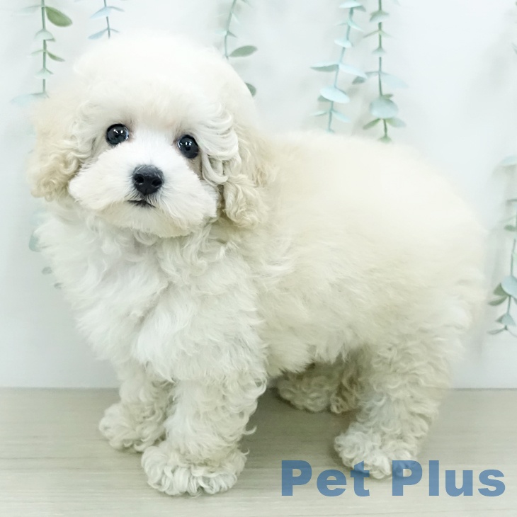 宮城県のトイプードル(トイ) (ペットプラス 仙台泉大沢店/2025年12月2日生まれ/男の子/クリーム)の子犬の1枚目の画像
