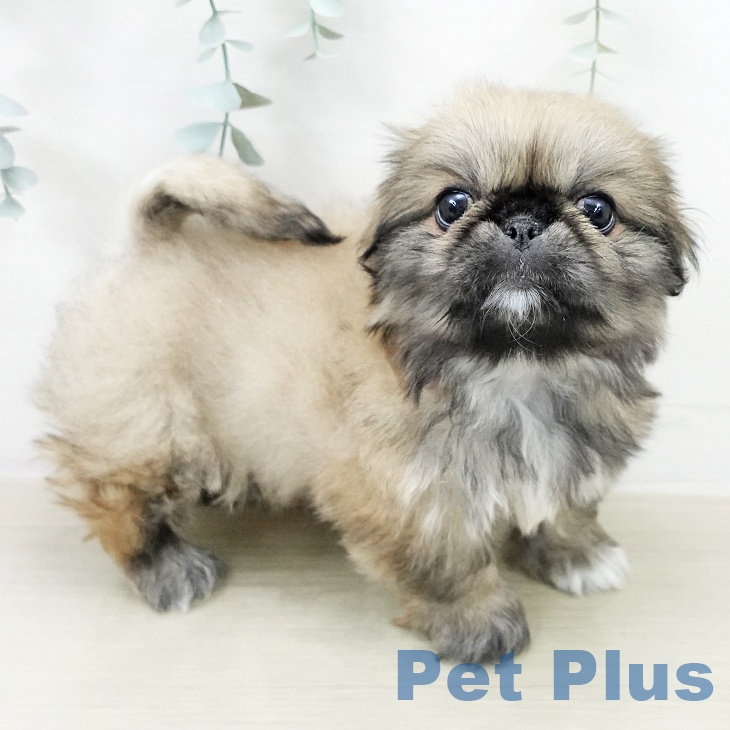 ペキニーズの写真2