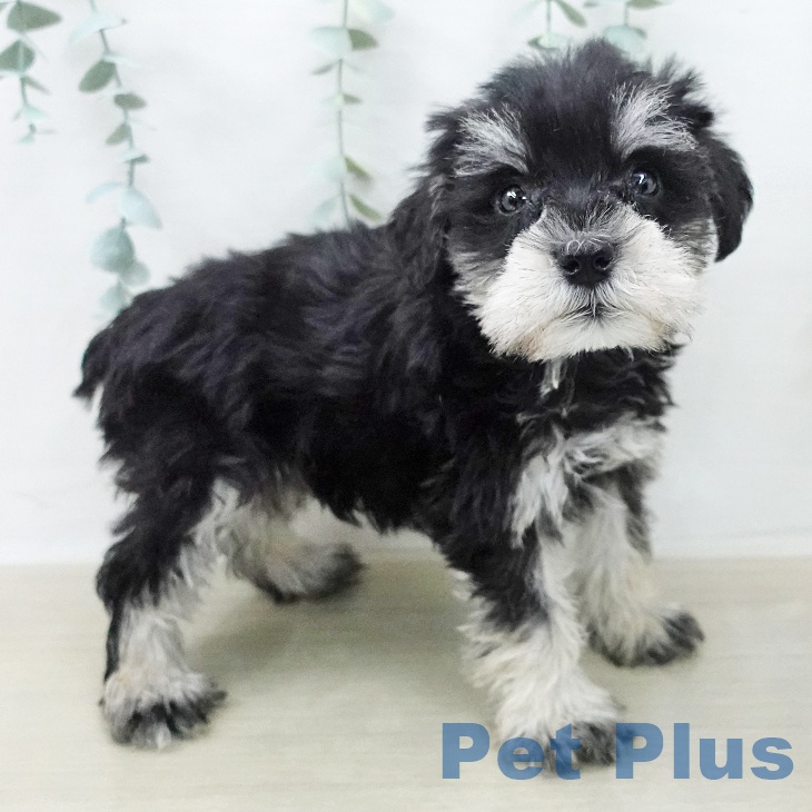 宮城県のミニチュアシュナウザー (ペットプラス 名取店/2025年12月8日生まれ/女の子/ブラックシルバー)の子犬の1枚目の画像