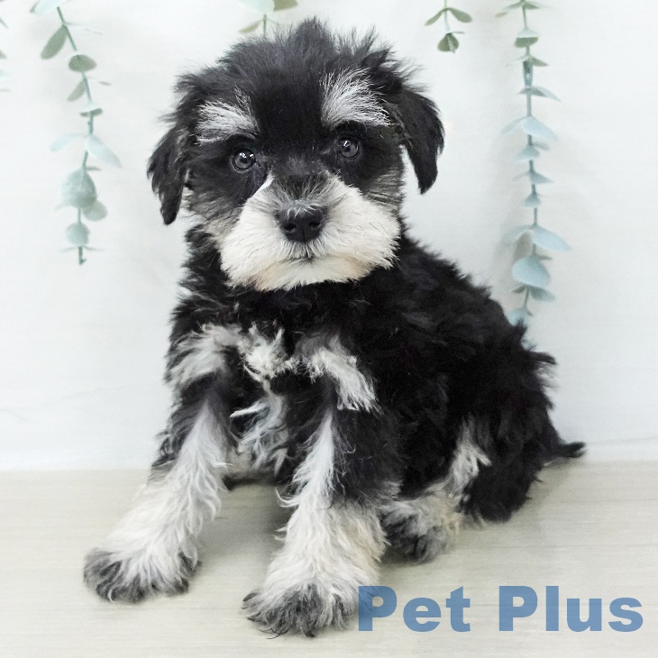 宮城県のミニチュアシュナウザー (ペットプラス 名取店/2025年12月8日生まれ/女の子/ブラックシルバー)の子犬の2枚目の画像