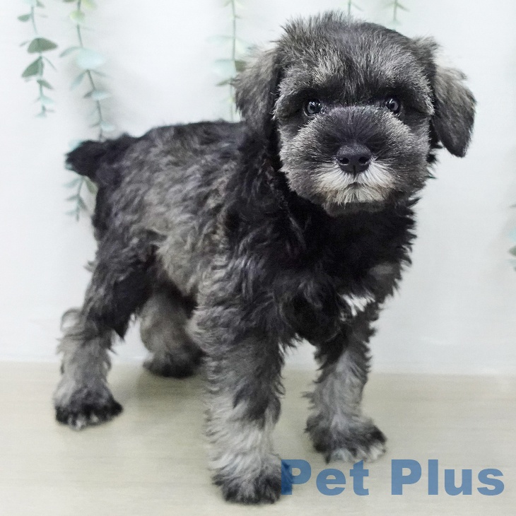 ミニチュア・シュナウザー