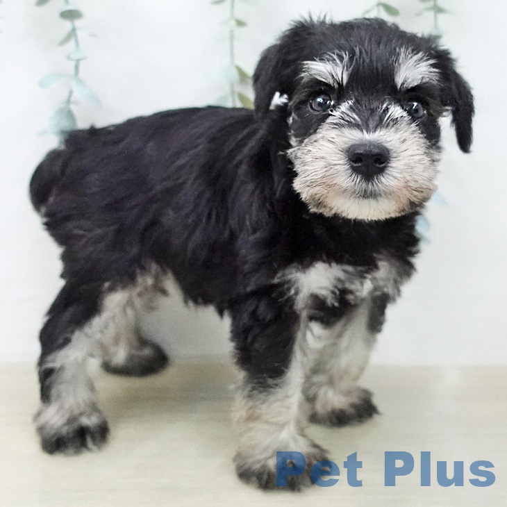 ミニチュア・シュナウザーの写真2