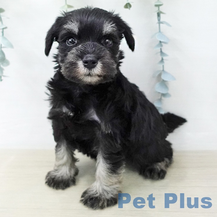 ミニチュア・シュナウザー