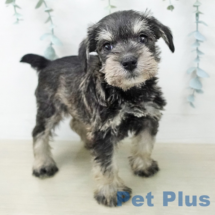 ミニチュア・シュナウザー