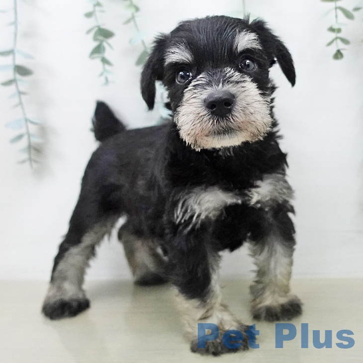 ミニチュア・シュナウザー