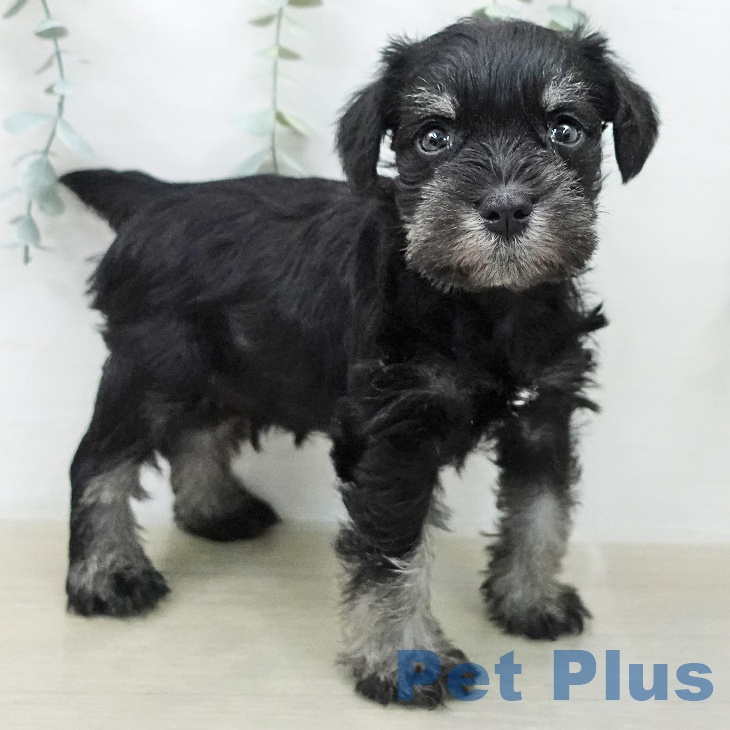 ミニチュア・シュナウザーの写真2