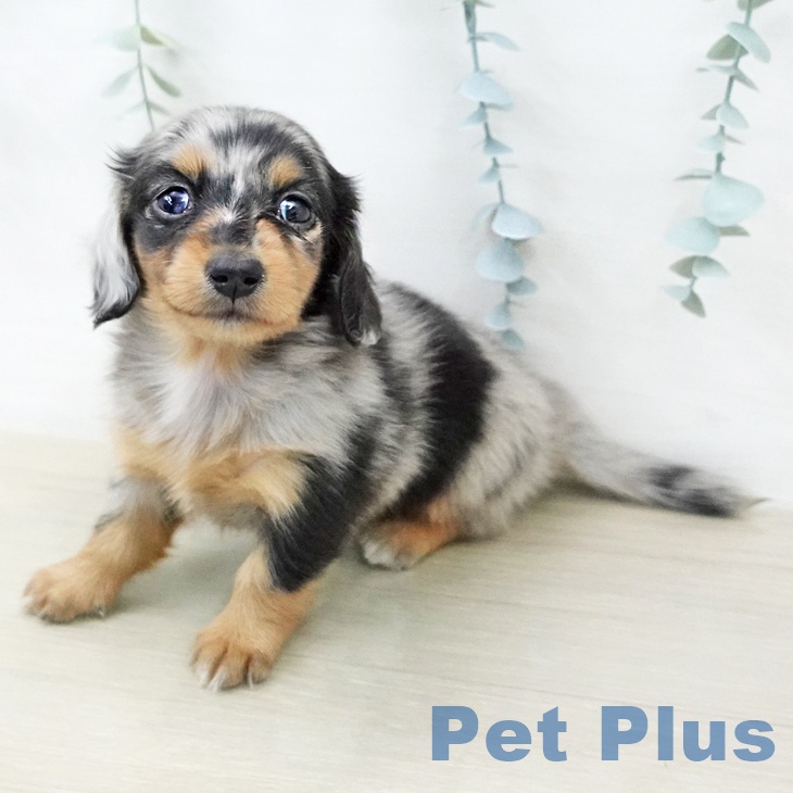 ミニチュア・ダックスフンド