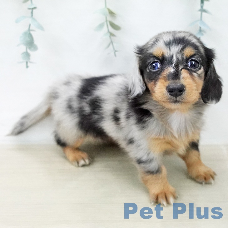 ミニチュア・ダックスフンドの写真2