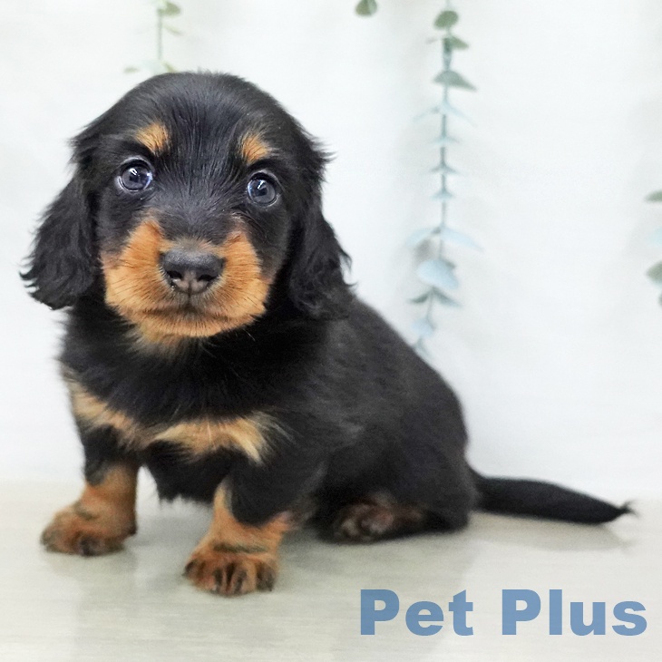 千葉県のミニチュアダックスフンド(ロング) (ペッツワン 千葉ニュータウン店/2025年12月22日生まれ/男の子/ブラックタン)の子犬の1枚目の画像