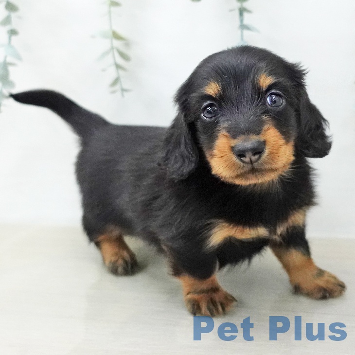千葉県のミニチュアダックスフンド(ロング) (ペッツワン 千葉ニュータウン店/2025年12月22日生まれ/男の子/ブラックタン)の子犬の2枚目の画像