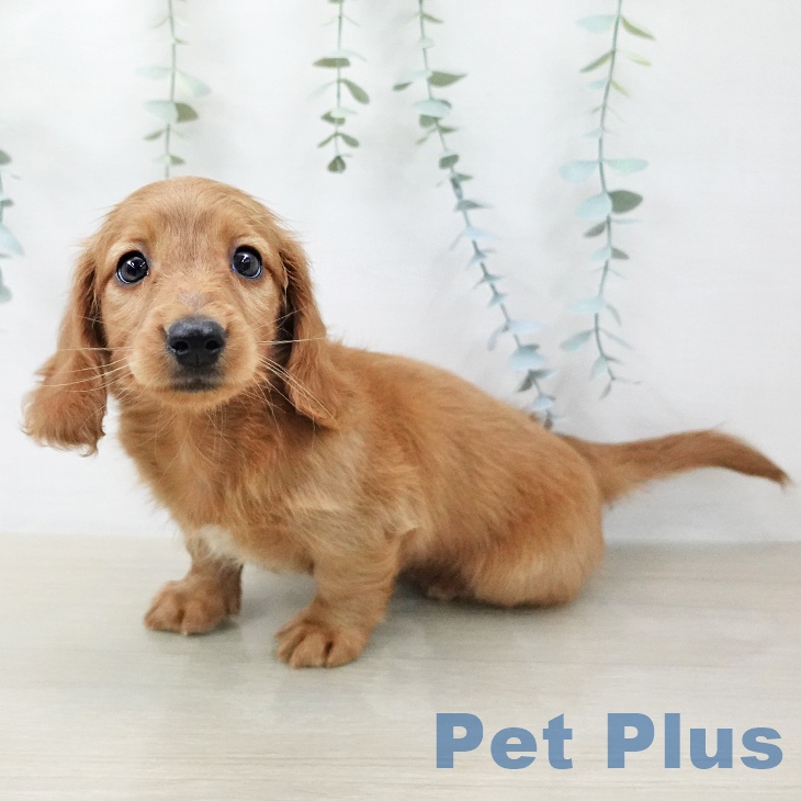 ミニチュア・ダックスフンド