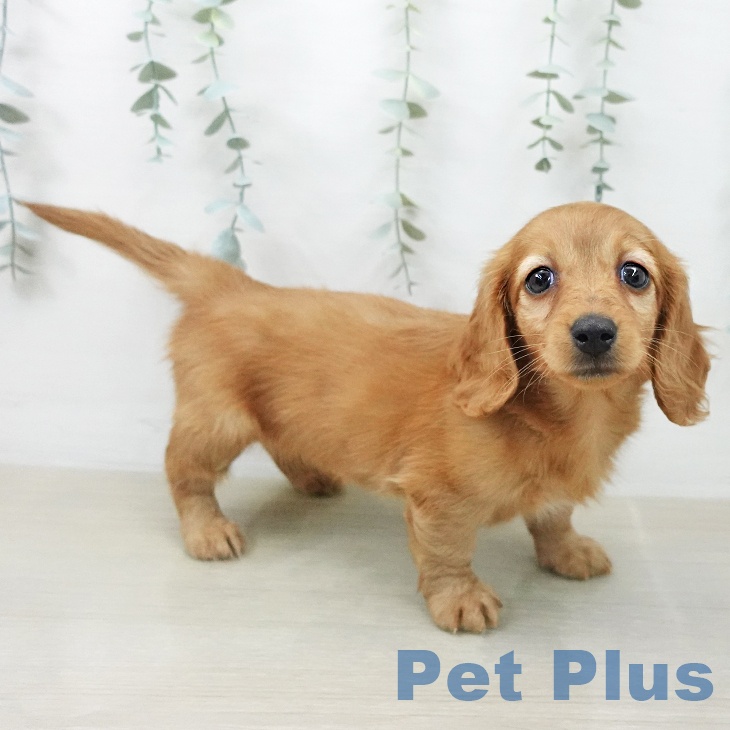 神奈川県のミニチュアダックスフンド(ロング) (ペットプラス 座間店/2025年12月21日生まれ/女の子/ゴールド)の子犬の1枚目の画像