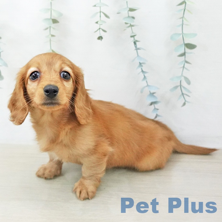 神奈川県のミニチュアダックスフンド(ロング) (ペットプラス 座間店/2025年12月21日生まれ/女の子/ゴールド)の子犬の2枚目の画像