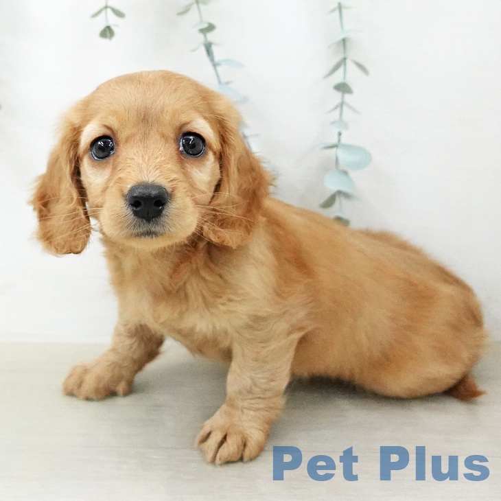 ミニチュア・ダックスフンド