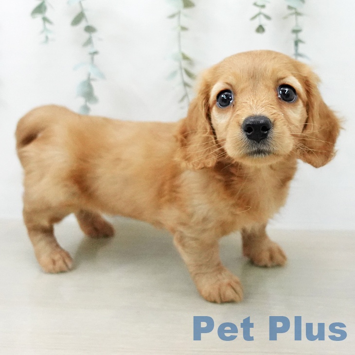 ミニチュア・ダックスフンドの写真2