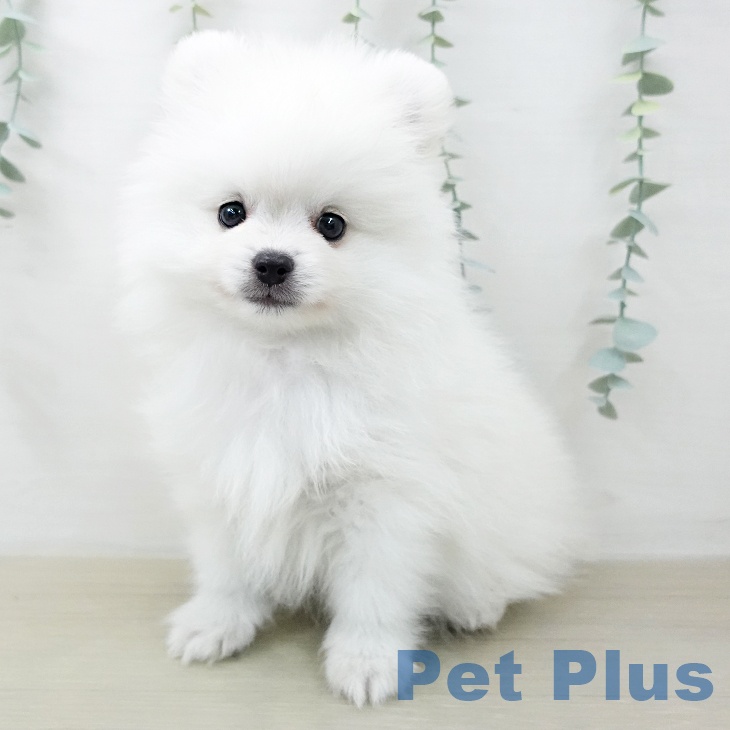 山梨県のポメラニアン (ペットプラス 甲府昭和店/2025年12月22日生まれ/男の子/ホワイト)の子犬の1枚目の画像