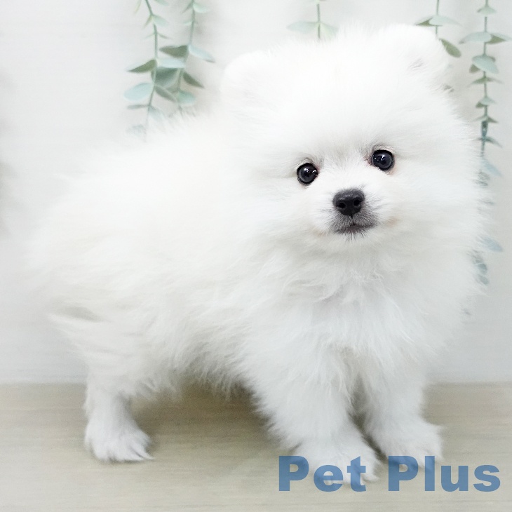 山梨県のポメラニアン (ペットプラス 甲府昭和店/2025年12月22日生まれ/男の子/ホワイト)の子犬の2枚目の画像