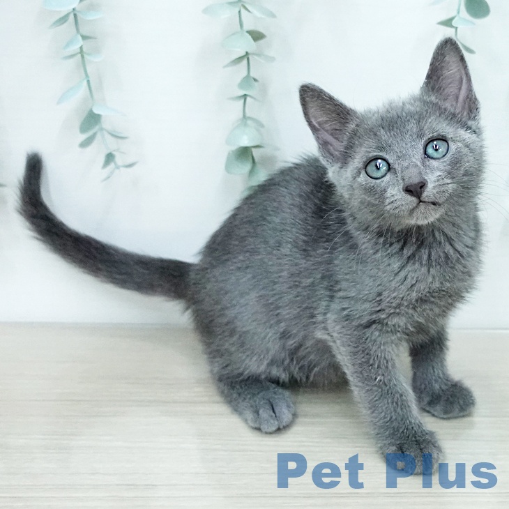 千葉県のロシアンブルー (ペットプラス 柏店/2025年12月15日生まれ/男の子/ブルー)の子猫の1枚目の画像