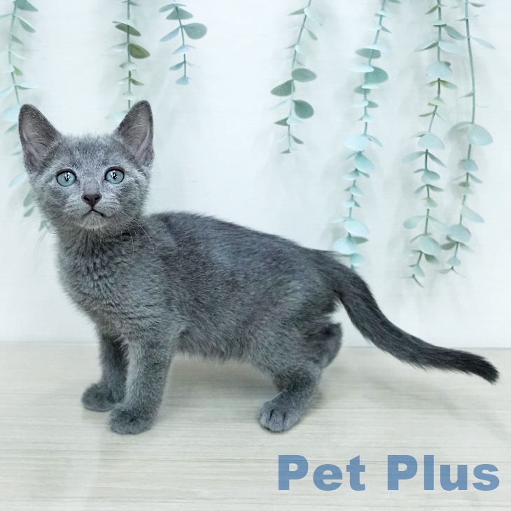 千葉県のロシアンブルー (ペットプラス 柏店/2025年12月15日生まれ/男の子/ブルー)の子猫の2枚目の画像