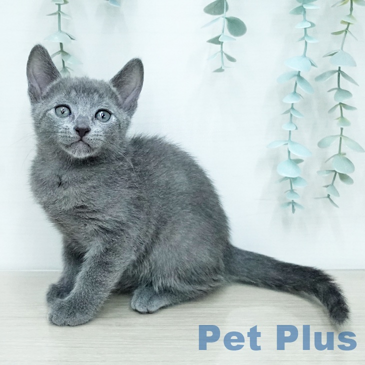 ロシアンブルー