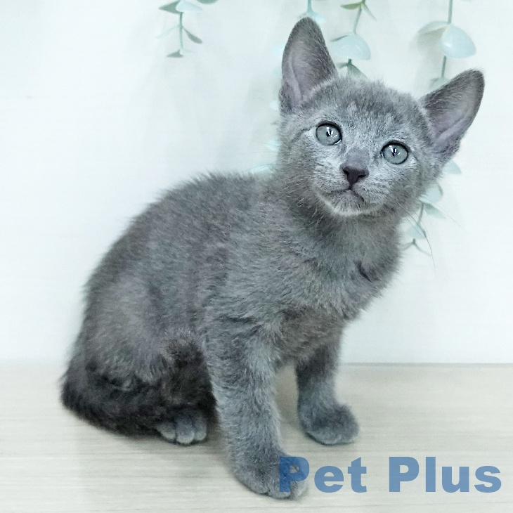 ロシアンブルーの写真2