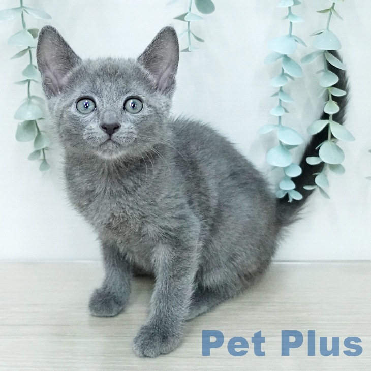 東京都のロシアンブルー (ペットプラス 日の出店/2025年12月15日生まれ/男の子/ブルー)の子猫の1枚目の画像