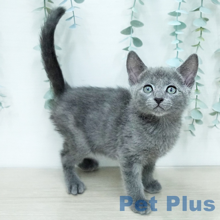 東京都のロシアンブルー (ペットプラス 日の出店/2025年12月15日生まれ/男の子/ブルー)の子猫の2枚目の画像