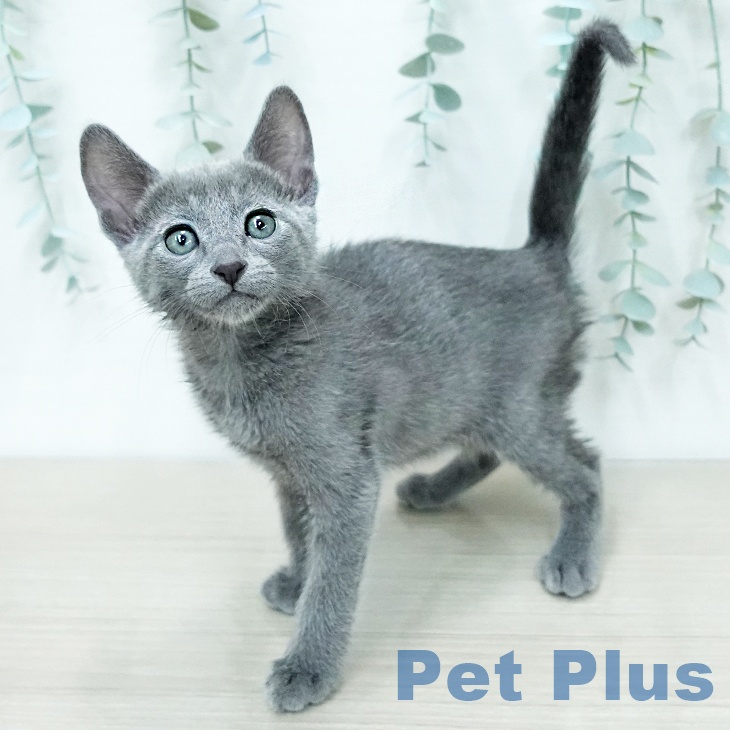 千葉県のロシアンブルー (ペットプラス 幕張新都心店/2025年12月15日生まれ/女の子/ブルー)の子猫の1枚目の画像
