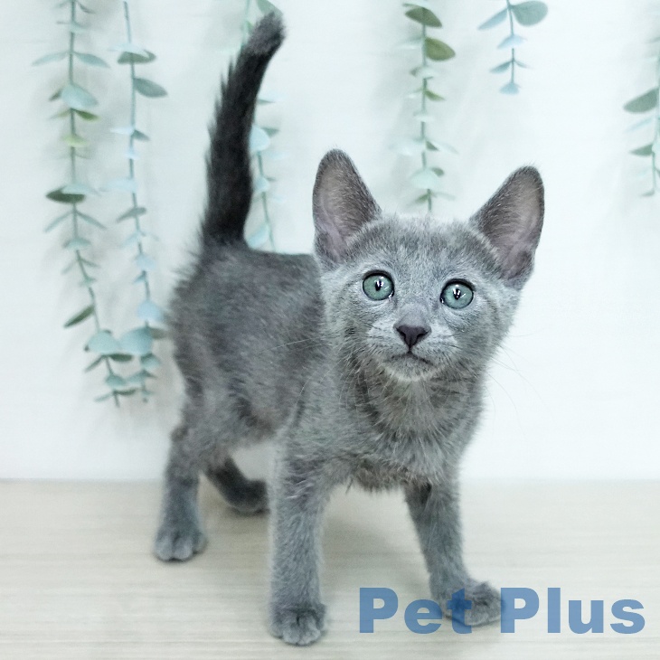 千葉県のロシアンブルー (ペットプラス 幕張新都心店/2025年12月15日生まれ/女の子/ブルー)の子猫の2枚目の画像