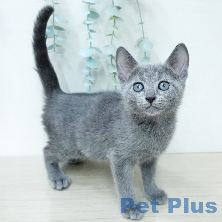 ロシアンブルー