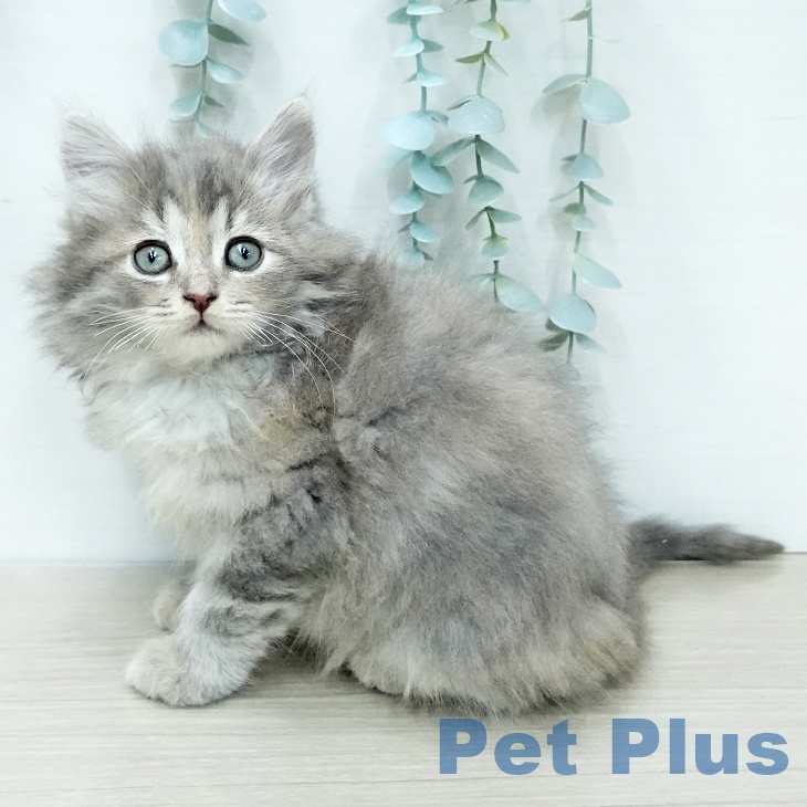 千葉県のサイベリアン (ペットプラス 幕張新都心店/2025年12月18日生まれ/女の子/ブルークリームタビーホワイト)の子猫の1枚目の画像