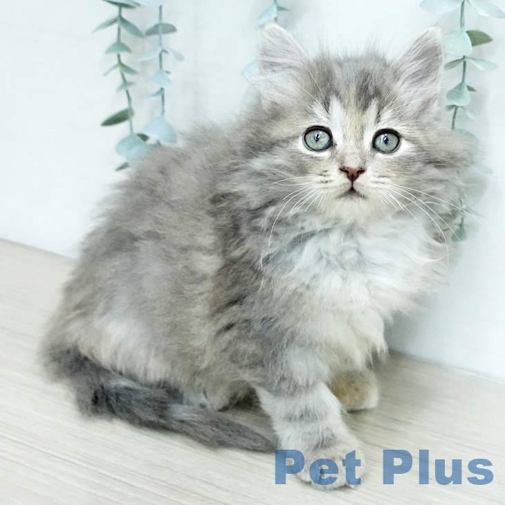 千葉県のサイベリアン (ペットプラス 幕張新都心店/2025年12月18日生まれ/女の子/ブルークリームタビーホワイト)の子猫の2枚目の画像