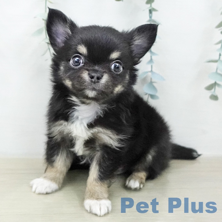 埼玉県のチワワ(ロング) (ペットプラス ららぽーと富士見店/2025年12月16日生まれ/男の子/ブラックタンホワイト)の子犬の1枚目の画像