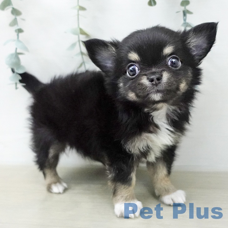 埼玉県のチワワ(ロング) (ペットプラス ららぽーと富士見店/2025年12月16日生まれ/男の子/ブラックタンホワイト)の子犬の2枚目の画像