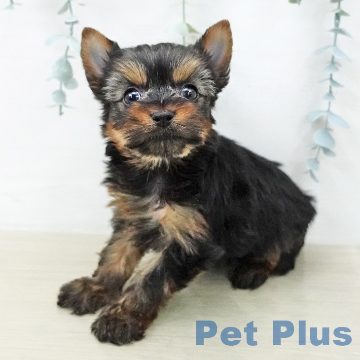 ヨークシャー・テリア